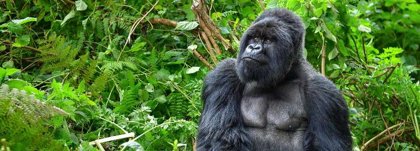Ruanda & Uganda Goril Safari