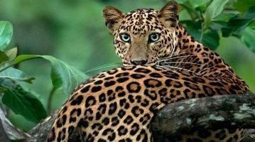 Serengeti Safari Turu