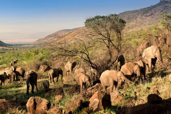 kwa-maritane-bush-lodge-game-drive-elephant-herd kwa-maritane-bush-lodge-game-drive-elephant-herd